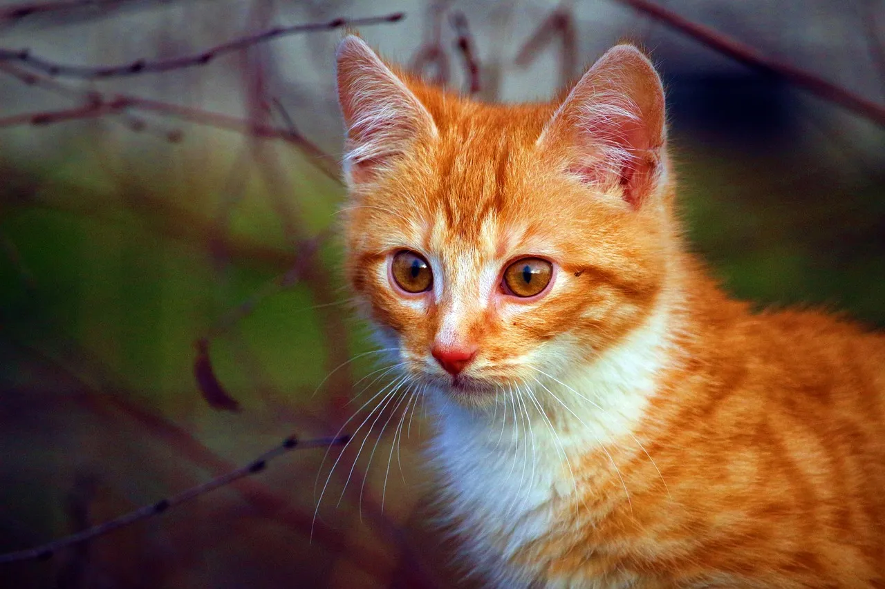 Mystic Mog's Cat Horoscope daily distress UK satire humour daily distress UK satire humour