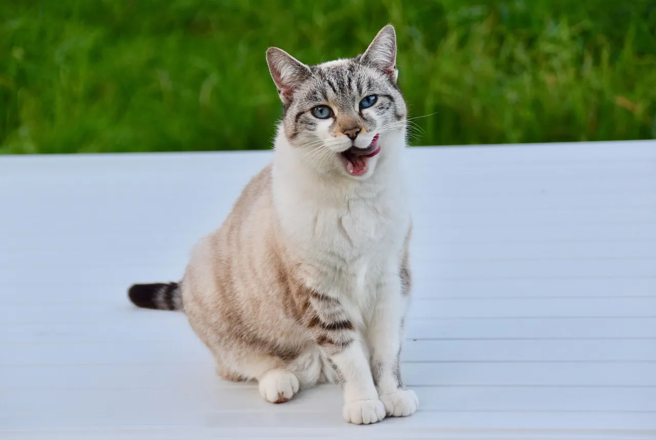Mystic Mog's Cat Horoscope daily distress UK satire humour daily distress UK satire humour