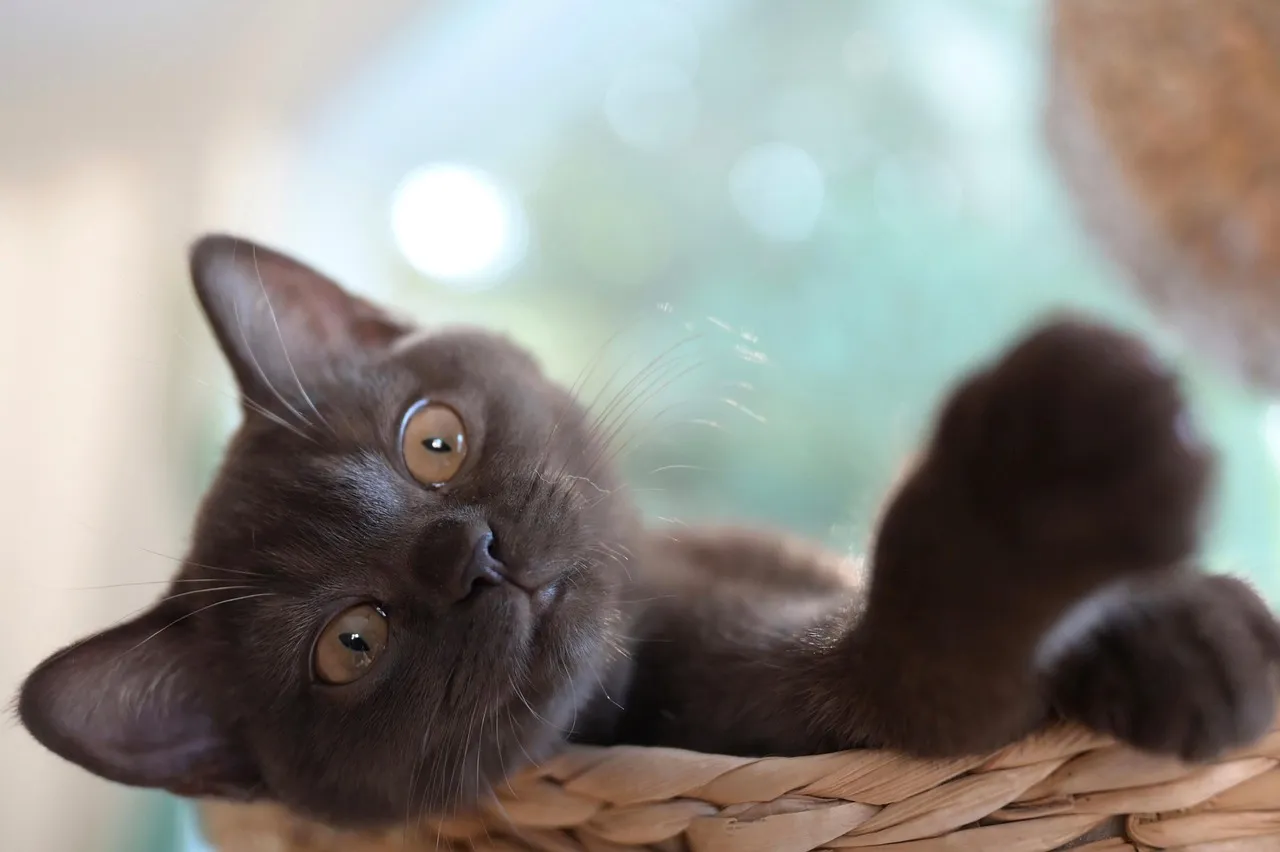 Mystic Mog's Cat Horoscope daily distress UK satire humour daily distress UK satire humour