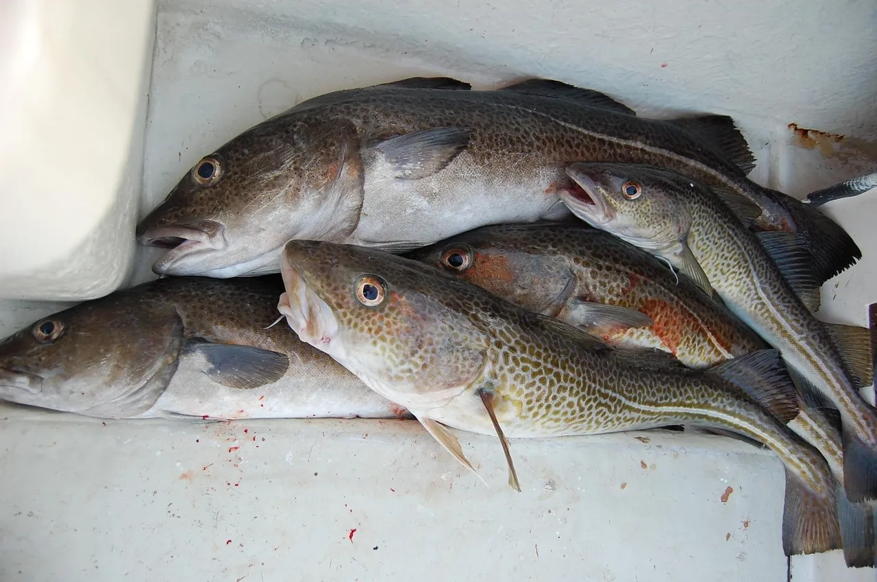 daily distress john deadwood cod 