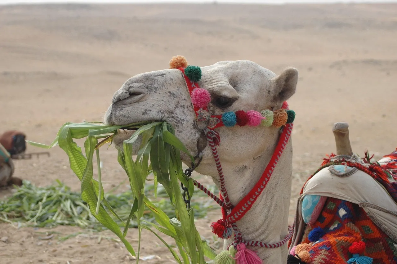 A camel