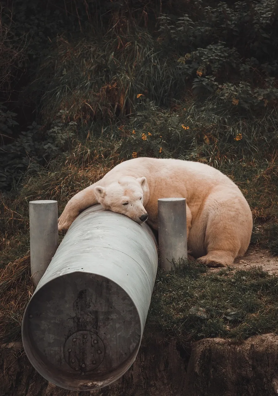 Polar bear from Brit Trek Lost and Loster