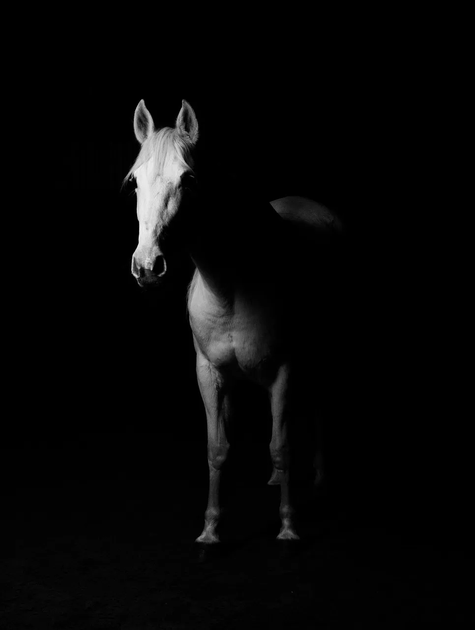 megatrumps: household cavalry