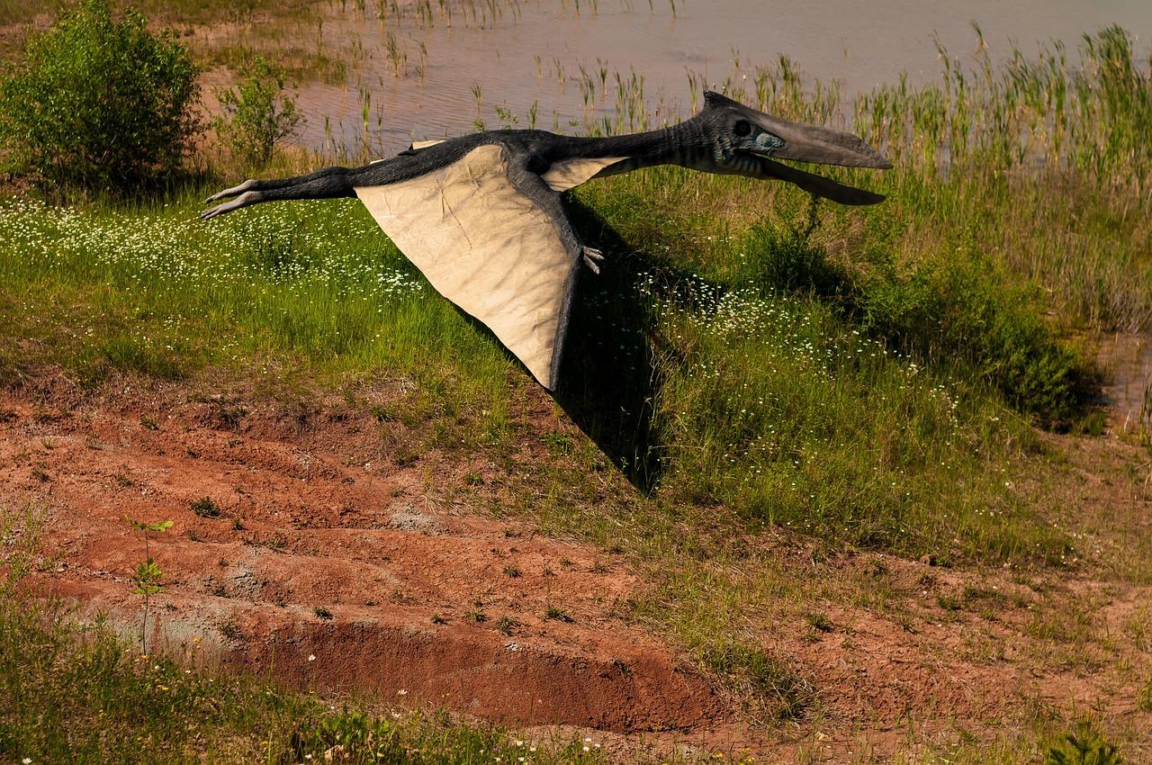 sutton coldfield pterodactyl