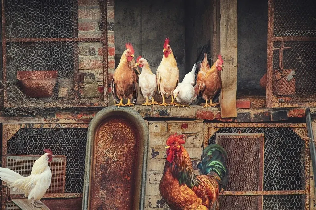 Ain't nobody here but us chickens