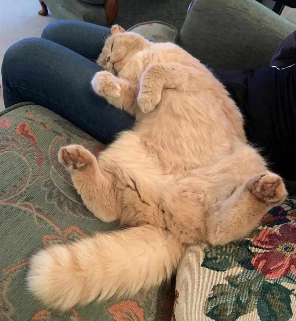 Cutest Cat Picture in the World